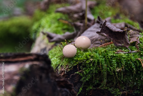 Two Pear-shaped puffball mushrooms (Lycoperdon pyriforme) growing on a thick bed of bright green moss on a log. The front mushroom and moss texture are in sharp focus.