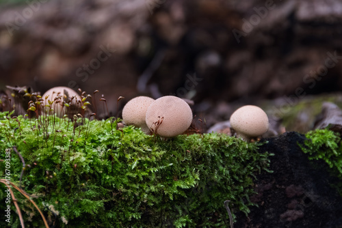 Mycology detail: a group of Lycoperdon pyriforme fungi with round caps. The front specimen is sharply focused, contrasting with the soft, dark bokeh and detailed moss ecosystem.