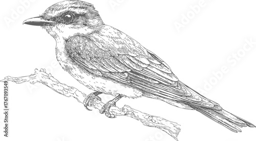 Bird sketch hand drawn perched on branch detailed line art — stock vector