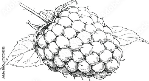 Raspberry sketch hand drawn with detailed leaves and stem in black and white — stock vector