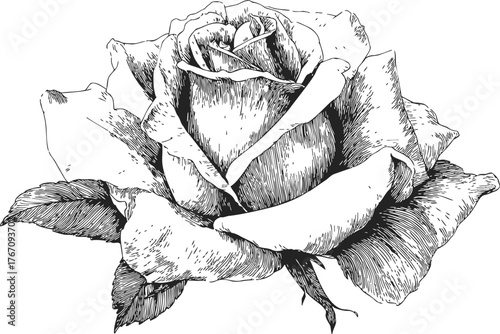 Rose flower sketch hand drawn detailed botanical illustration with leaves — stock vector