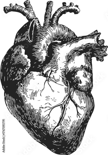 Anatomical heart sketch, hand drawn vintage style, detailed black and white engraving — stock vector