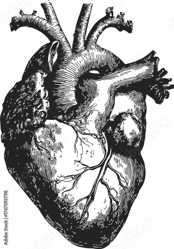 Anatomical heart sketch, hand drawn vintage style with detailed veins and arteries — stock vector