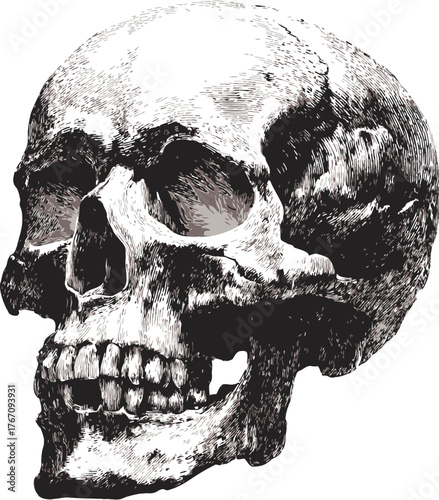 Human skull sketch, hand drawn vector, detailed anatomical side view — stock vector