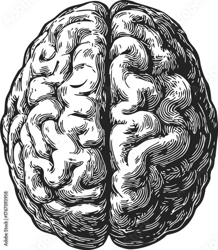 Human brain sketch hand drawn top view detailed anatomy illustration — stock vector