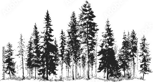 Pine trees sketch hand drawn forest silhouette with detailed coniferous foliage — stock vector