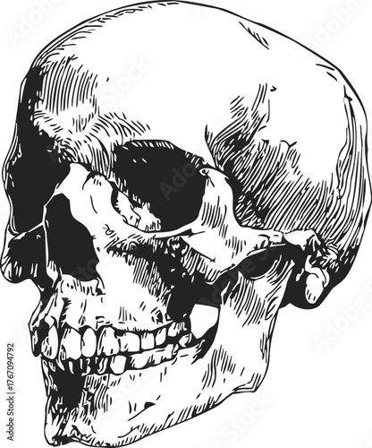 Human skull sketch, hand drawn line art, detailed anatomical side view — stock vector