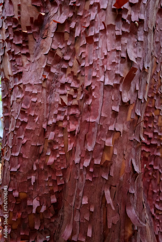 Artistic Close-up of Manzanita Bark on Beekman Loop Trail in Jacksonville, Oregon