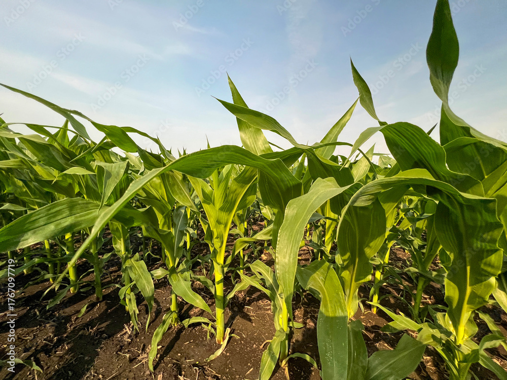 Fototapeta premium Closeup views of healthy young green corn crops within an agricultural field. Plants are lush and green, set against a soft blue morning sky. Captured in early June in the Midwest, USA.