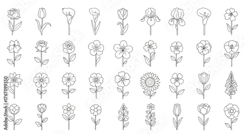 Flower line art collection floral elements including rose, tulip, lily, iris, sunflower and other blossoms