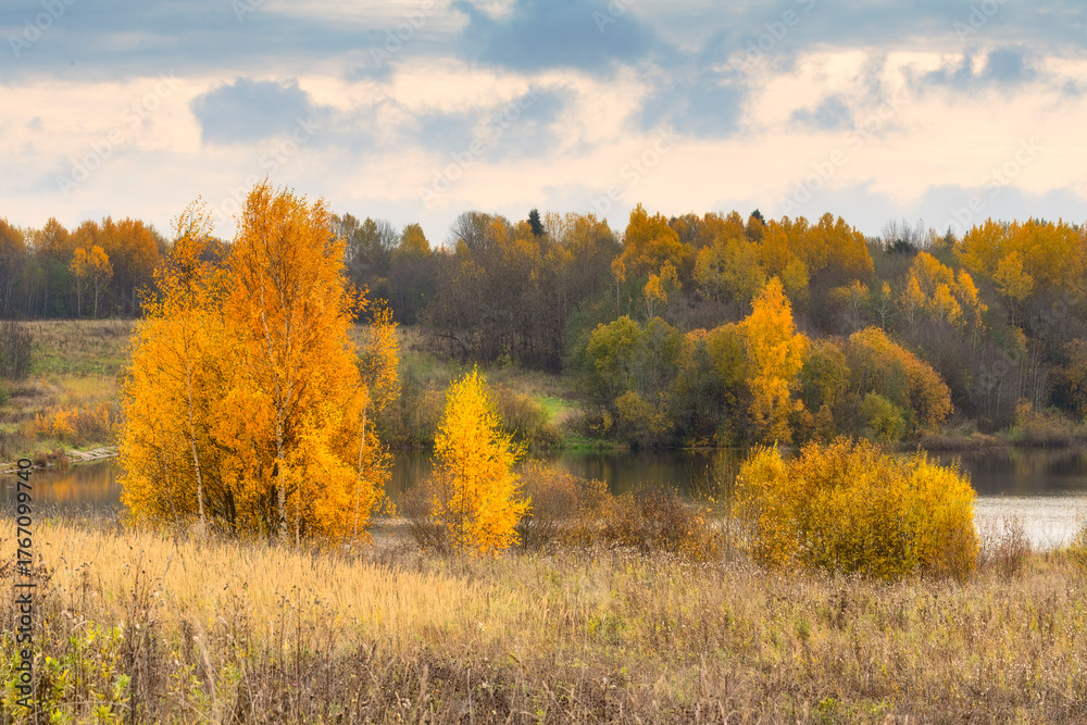 Fototapeta premium autumn in the forest