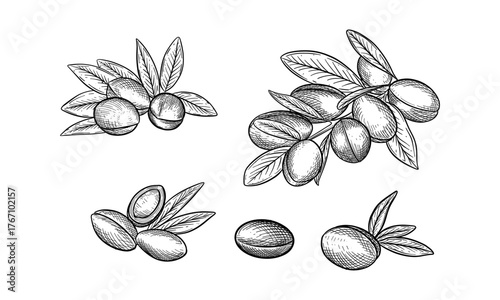 Sketches of argan branches or twigs with leaves, nut seeds. Natural plant for oil or vegetarian, vegan food or skin care essence. Morocco fruit tree. Organic healthcare and medicine, nature theme