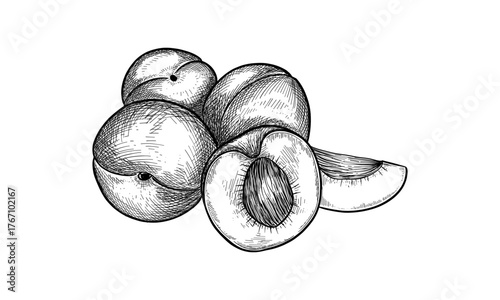 Sketch of sliced organic food. Vector peach or hand drawn stone fruit. Apricot food for dessert menu or grocery market. Vegetarian and vegan nutrition. Summer harvest and agriculture farm. Nectarine
