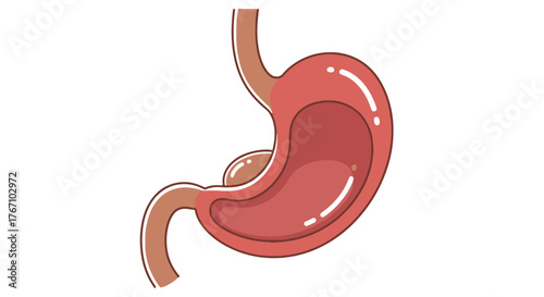Detailed anatomical illustration of the human stomach, a vital organ for digestion, perfect for Healthcare education and medical studies