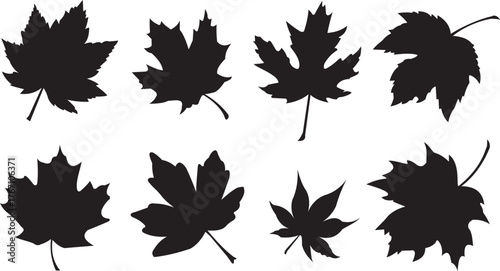Set of maple leaf silhouettes. Autumn leaves - vector illustration