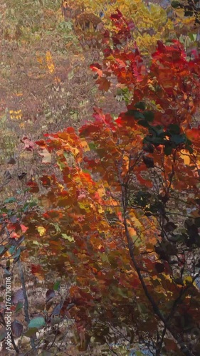 Seamless loop vibrant display of autumn leaves with shades of red, orange, and yellow, reflecting a warm, colorful atmosphere