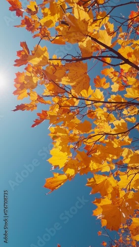Seamless loop vibrant autumn leaves against a clear blue sky, showcasing shades of yellow and orange, with sunlight filtering through the foliage
