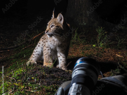 Young Eurasian lynx at night in forest, spotted near camera lens during wildlife photography session