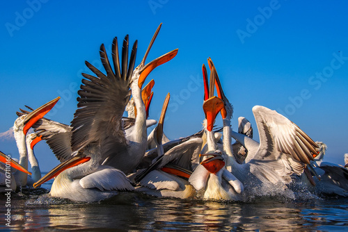 A chaotic feeding frenzy of Dalmatian Pelicans (Pelecanus crispus) with open beaks and splashing water during golden hour at Lake Kerkini, Greece.