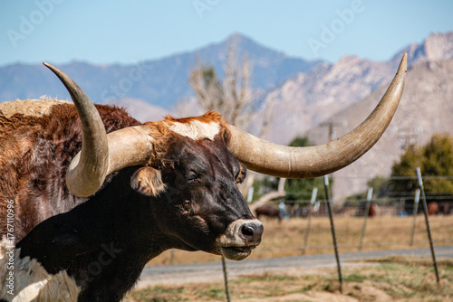 Close up of the very long horns on a longhorn steer.