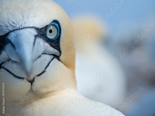 Close-up of a northern gannet with piercing blue eye and sharp beak, detailed facial features