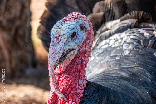 Close up portrait of an ugly turkey head.