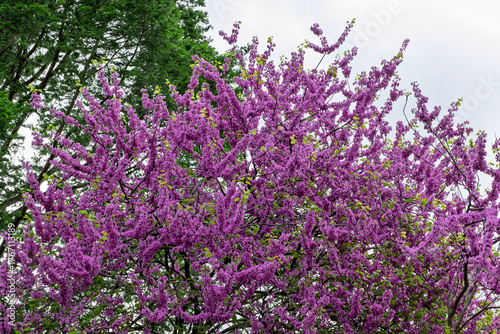 Blühender Gewöhnlicher Judasbaum (Cercis siliquastrum)