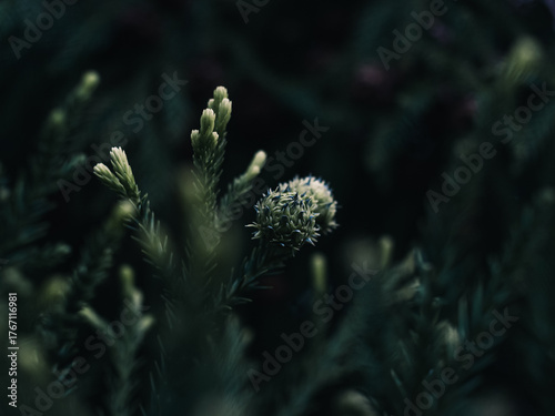 Tree foliage