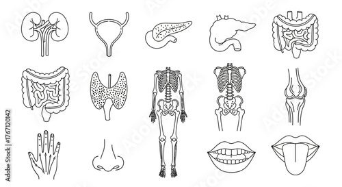 Set of human anatomy icons illustrating various internal organs, skeletal structures, and body parts in outline style