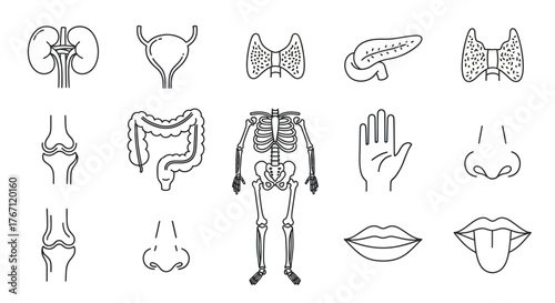 Anatomical Illustration of Human Body Parts in Outline Style