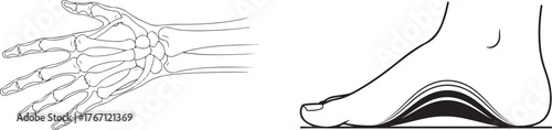 Anatomical Vector of Hand Skeleton and Foot with Arch Support