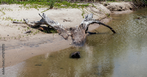 Dead tree on the beach