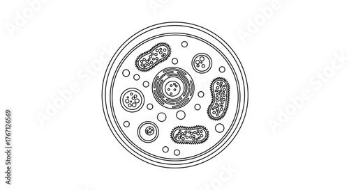 Detailed scientific illustration of a bacterial cell's internal structure showing organelles and membrane detail for educational and research purposes