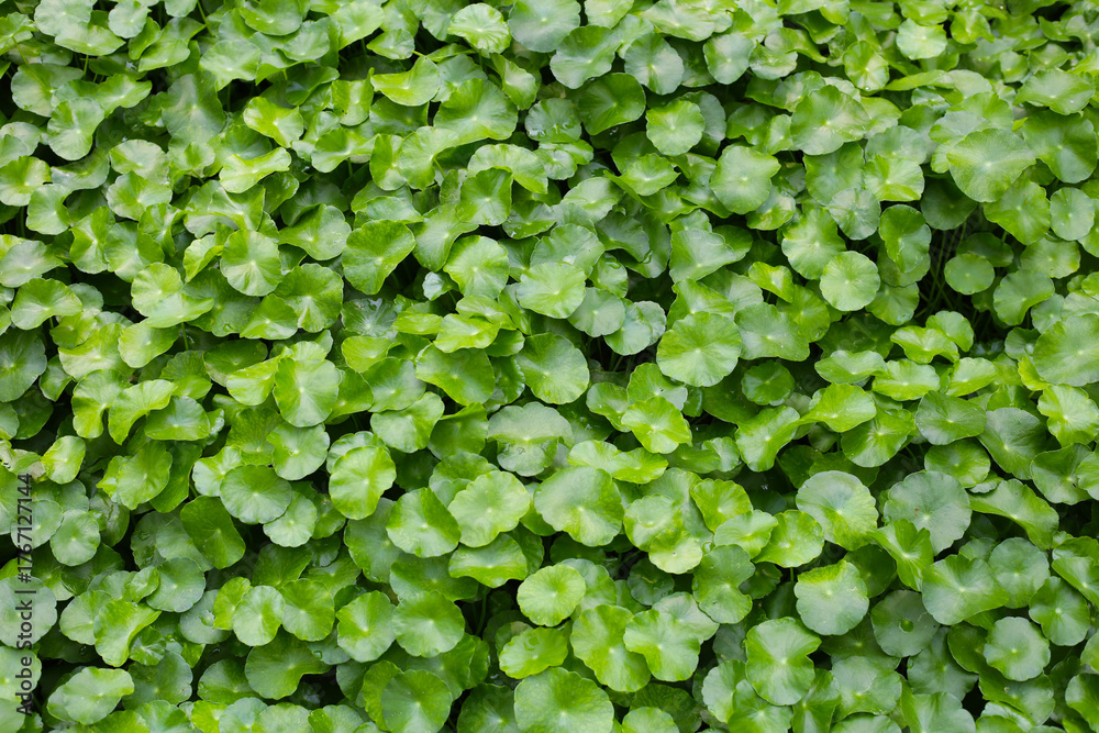 Fototapeta premium Gotu Kola,Natural background of round green leaves.