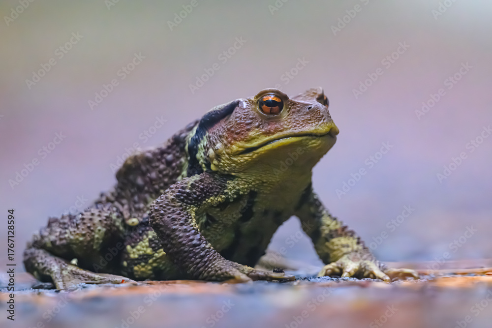 Obraz premium ヒキガエル