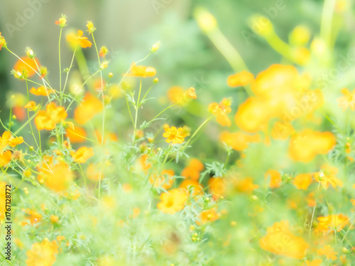 初秋の美しいオレンジ色のコスモス。秋の公園や花壇を彩るキバナコスモスのある風景。自然風景素材。明るい日差しでぼんやりボケたアウトフォーカスの景色。心象風景。