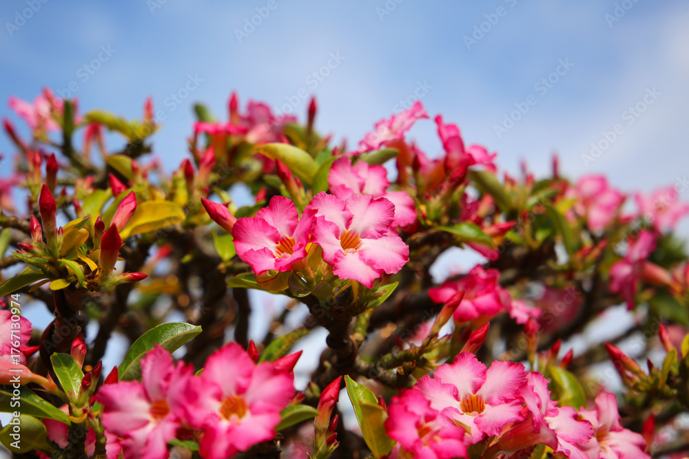 Fototapeta premium Adenium obesum, Pink desert rose flowers in full bloom.