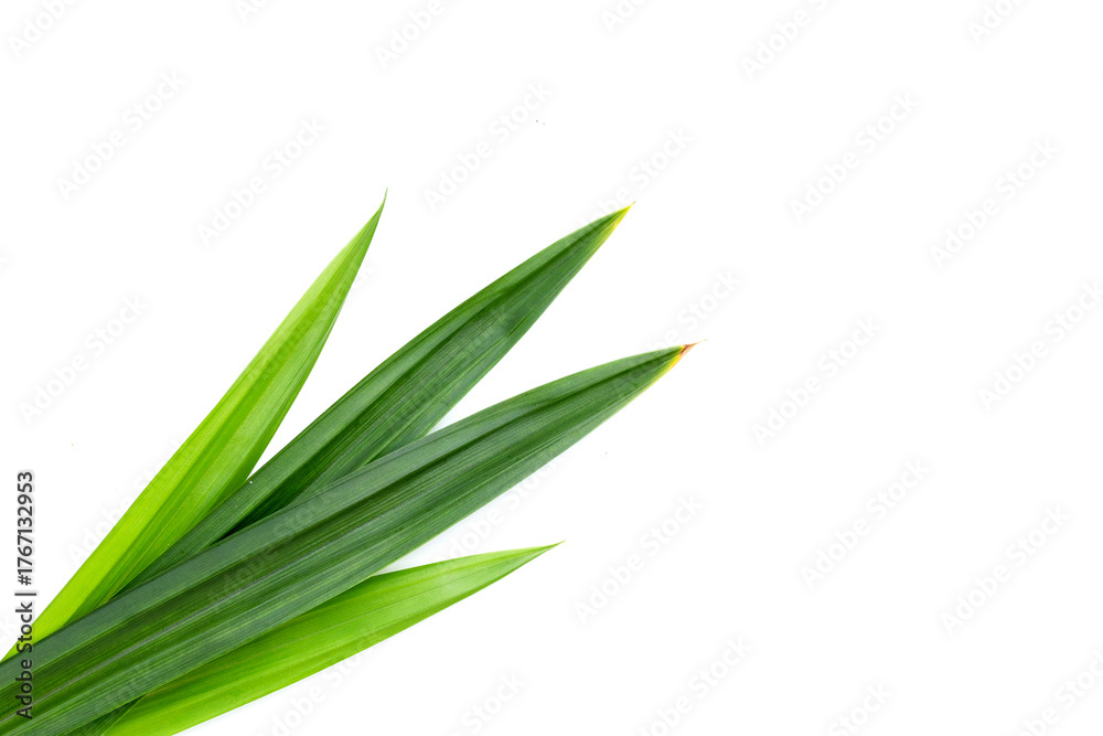 Fototapeta premium Fresh pandan leaves on white background.