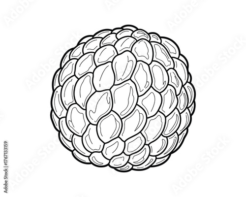 Sugar Apple Cherimoya Custard Apple Line Art Drawing Vector Illustration Tropical Fruit