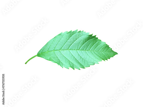 A single, vibrant green leaflet of the Yellow Elder (Tecoma stans), clearly showcasing its prominent serrated edges and distinct venation, fully isolated on a clean and clear background.