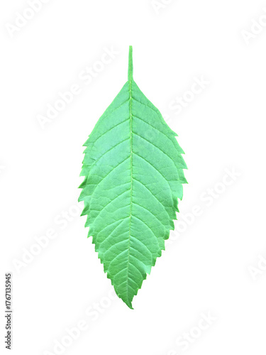 A single, vibrant green leaflet of the Yellow Elder (Tecoma stans), clearly showcasing its prominent serrated edges and distinct venation, fully isolated on a clean and clear background.