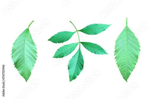 A set of three Tecoma stans leaf components: a compound leaflet showing five small leaves, flanked by two single, serrated leaflets, all isolated on transparent background.