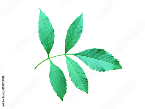 A single, vibrant green leaflet of the Yellow Elder (Tecoma stans), clearly showcasing its prominent serrated edges and distinct venation, fully isolated on a clean and clear background.