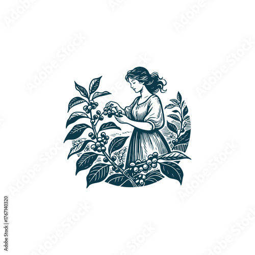 illustration of a woman harvesting ripe coffee cherries from a plant, surrounded by lush leaves and branches, rendered in a vintage woodcut style