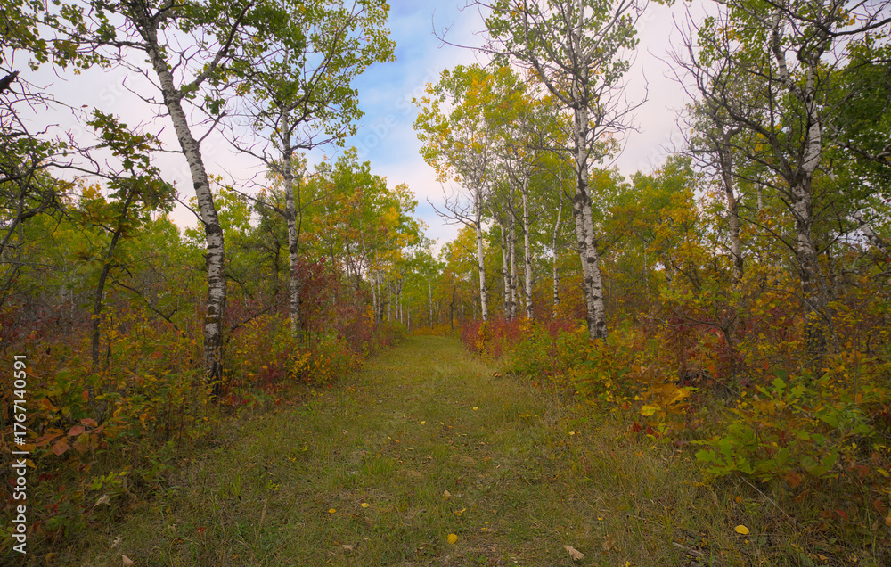 Obraz premium Autumn in the forest