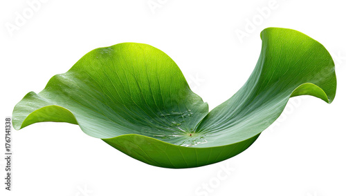 Large, curving, green leaf with texture, illuminated from above, on a black background