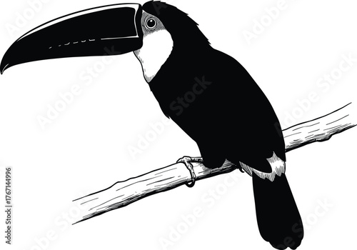 Black and white illustration of a toucan perched on a branch bird tree