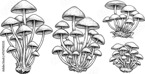 Black and white ink drawing of clusters of small mushrooms fungi fungus