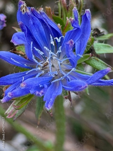 blue iris flower