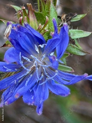 blue iris flower